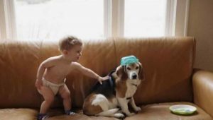 Bir Çocuğun Ölen Köpeğine Yazdığı Mektuba Aldığı Cevap