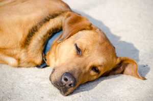 Köpekler Neden Güneşlenmeyi Sever?