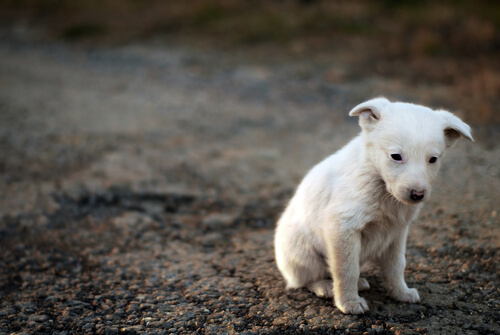 beyaz sokak köpeği