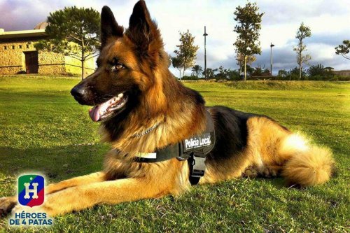 eğitimli polis köpeği