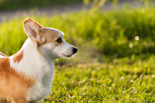 çimlerde küçük köpek