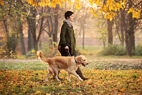 sonbaharda köpek ve sahibi