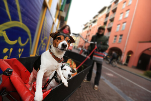 el arabasında köpek