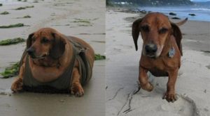Kararlılıkla Kilo Veren Köpek Obie