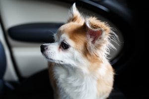 Köpeği Kurtarmak İçin BMW’nin Camını Kıran Adam
