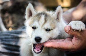 Köpekler Hakkında Bilmediğiniz 21 Şaşırtıcı Gerçek: 1. Bölüm
