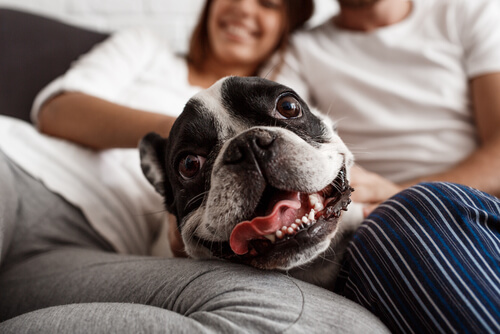 Neden Köpeklere İnsanmış Gibi Davranmak İstismar Sayılır