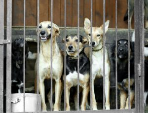 Güney Kore En Büyük Köpek Eti Pazarını Kapatıyor