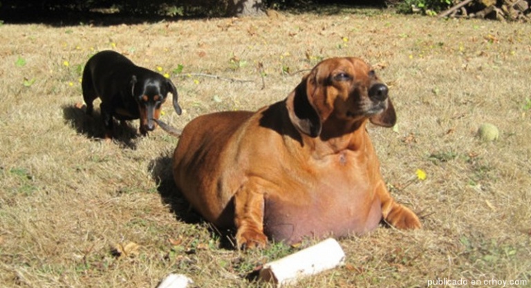 obez köpek