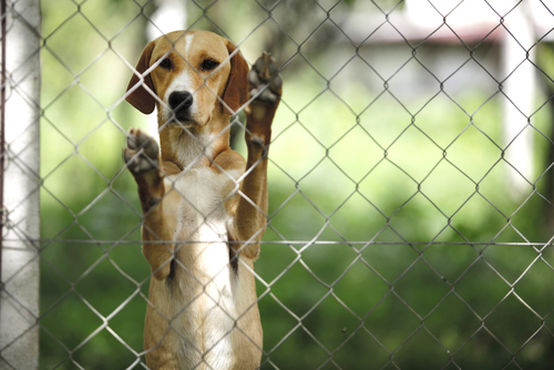 çitlerin arkasında duran köpek