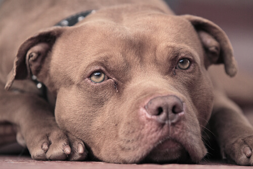 hüzünlü köpek