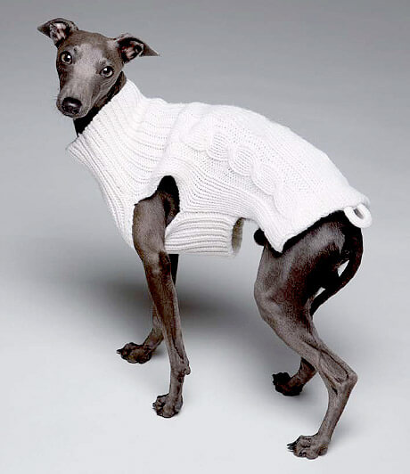 kazak giydirilmiş köpek