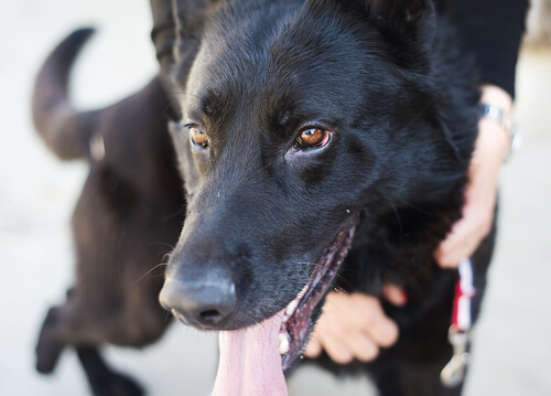Dili dışarıda köpek