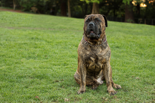 büyük köpek