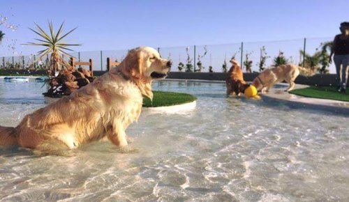 Tenerif’de Avrupa’nın Lüks Köpek Oteli Açılıyor