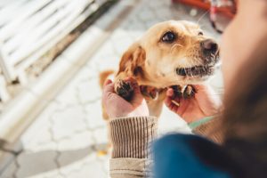 Köpeğinizin Size Söylemek İstediği 10 Şey