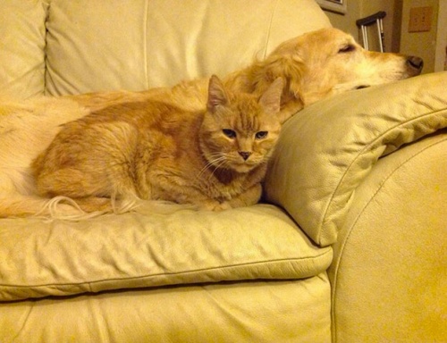 sarılan kedi köpek