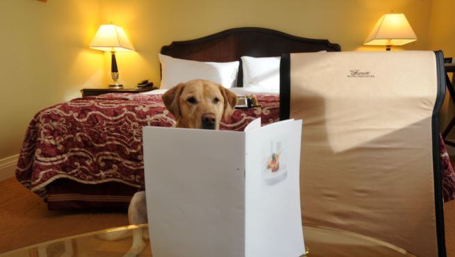 otel odasında köpek