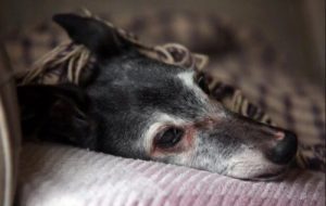 Güle Güle Walnut: Sevgi Dolu Bir Vedanın Gerçek Hikayesi