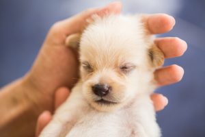 Uslu Bir Köpek Nasıl Yetiştirilir: Bu Mümkün!
