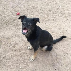 Evine Kadar 11.000 Kilometre Yol Giden Köpek Anubis