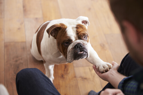 pati veren köpek