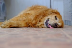 Köpeğim Neden Horluyor?