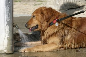 Köpeğinizi Sıcak Çarpmasından Nasıl Korursunuz