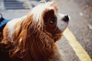 Köpeğinizle Konuşmak Sizi Daha Akıllı Yapar