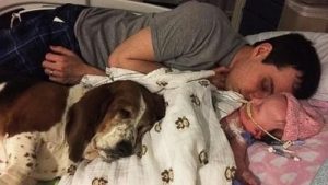 Sadık Köpek Basset Hound ve Minik Sahibi