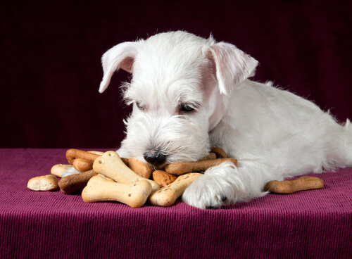 kraker yiyen köpek