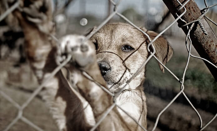 parmaklık arkasında köpek