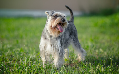 schnauzer