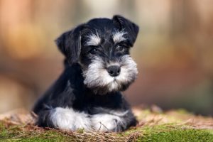 Schnauzer'lar: En İyi Dostlarımız