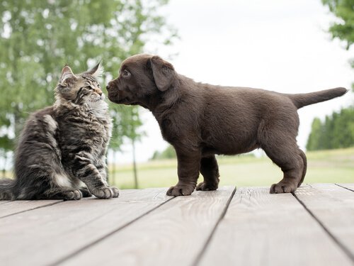 yavru köpek ve kedi