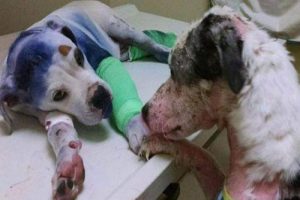 Kötü Muamele Görmüş Köpeklerin Gerçek Arkadaşlığı