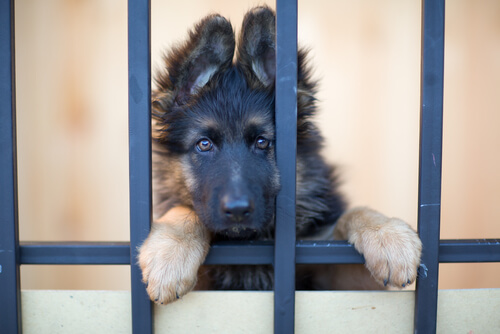 parmaklık arkasında köpek