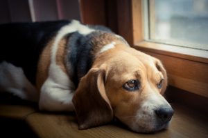 Köpeklerde Ağrı ve Acıyı İfade Etme Yolları