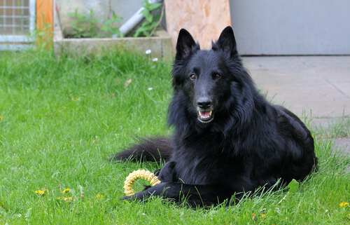 siyah köpek