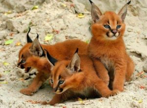 Hayvanlar Hakkında Bilinmeyenler: Caracal Nedir ?