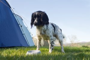 Köpeğinizi zehirleyebilecek 10 şaşırtıcı şey