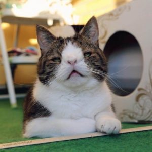 Karşınızda İnternetin Down Sendromlu Kedisi: Monty