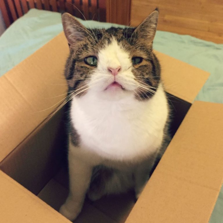 down sendromlu kedi