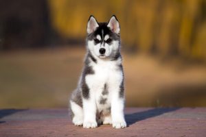 Hayvanlar İçin Elma Sirkesinin Faydaları