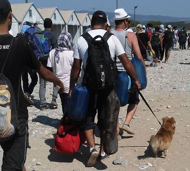 suriyeliler ve evcil hayvanları