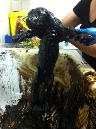 katran çukurundan kurtarılan yavru