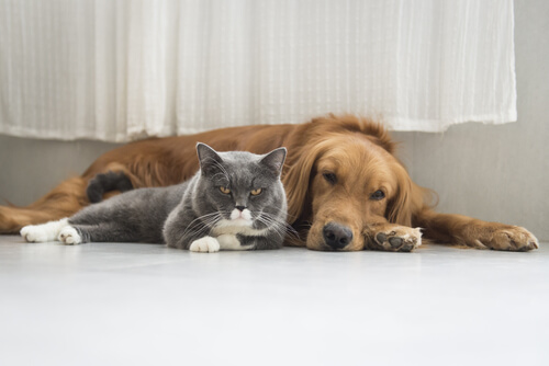 gri kedi ve köpek