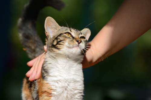 kedi seven insan