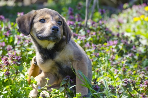 kaşınan köpek