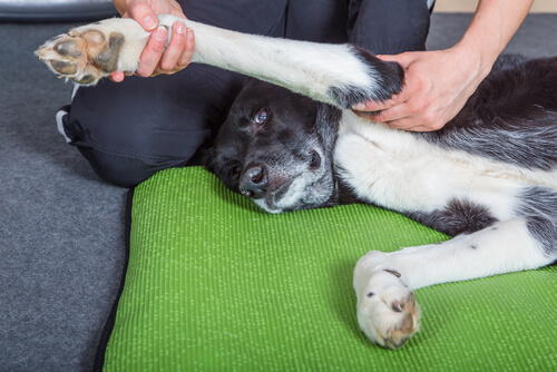 tek bacağını uzatan köpek